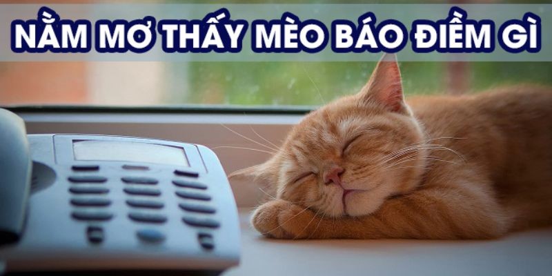 Nằm mơ thấy mèo đánh số mấy?