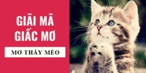 Giải mã nằm mơ thấy mèo đánh số mấy?